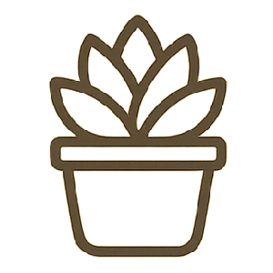 סוקולנטים מעוצבים