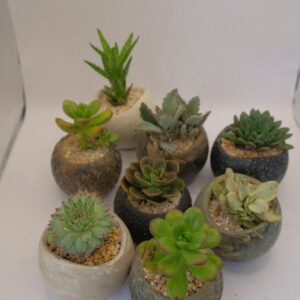 סוקולנט בודד בעציץ בטון – עבודת יד