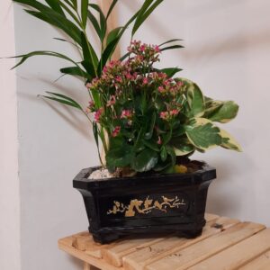 עציץ יפני – בונסאי בעבודת יד מבטון עציץ שחור זהב