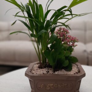 עציץ יפני – בונסאי בעבודת יד מבטון עציץ חום זהב