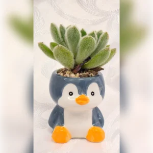 עציץ פינגווין עם אכווריה