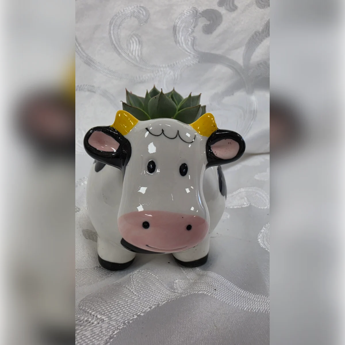 עציץ פרה עם אכווריה, תמונה 4