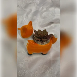 עציץ שועל עם אכווריה, תמונה 2