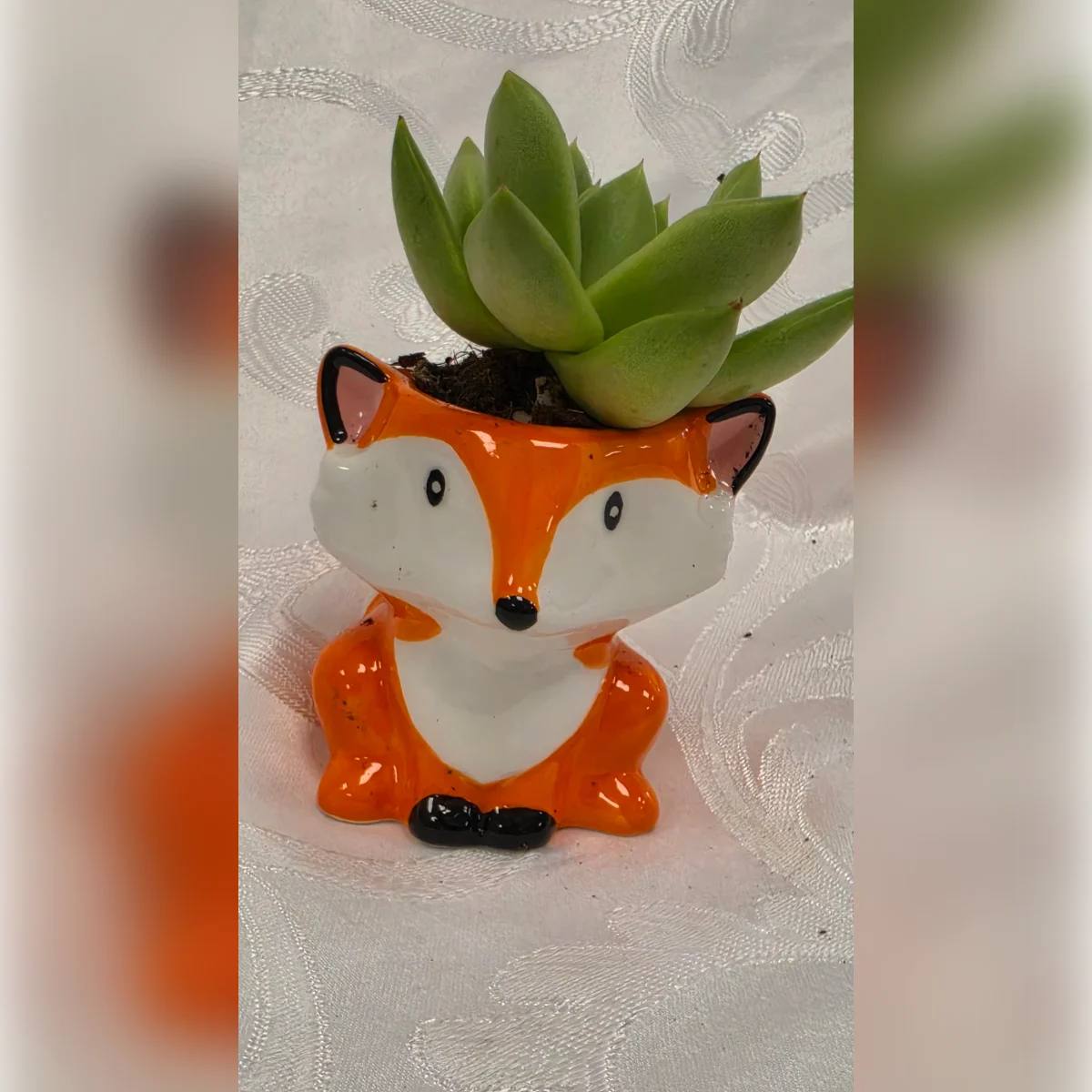 עציץ שועלון