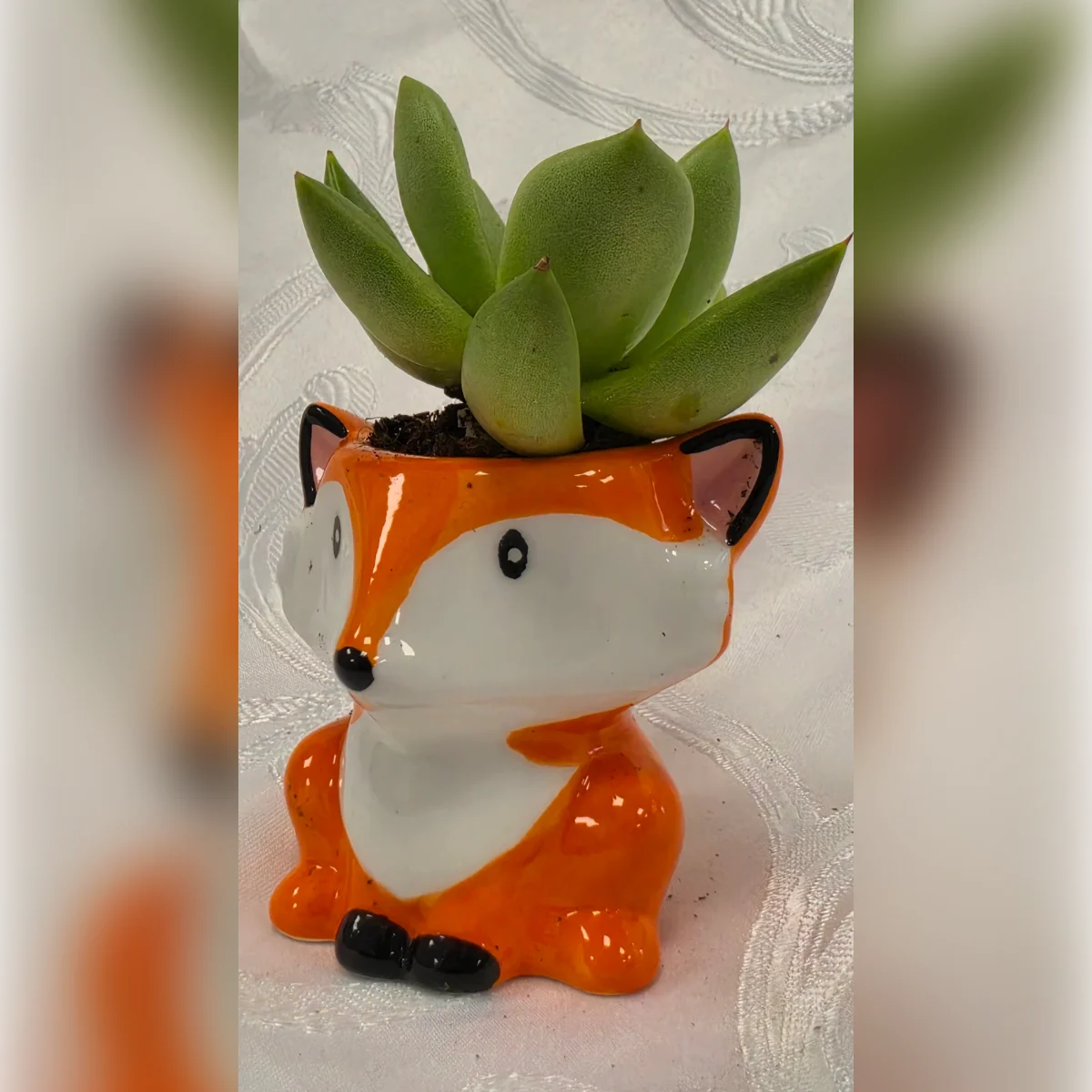 עציץ שועלון, תמונה 3