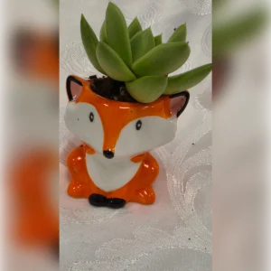 עציץ שועלון, תמונה 2