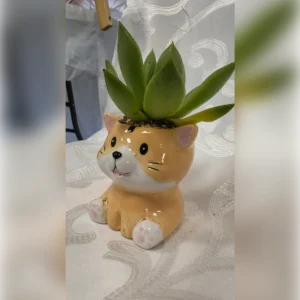 עציץ חתול ג'ינג'י עם סוקולנט