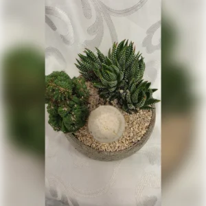 קערת סוקולנטים וקקטוסים, תמונה 2