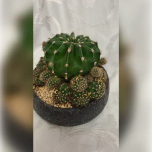 קערת קקטוס קראון