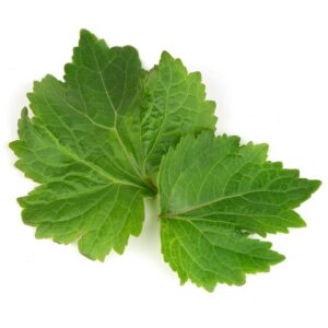 שמן אתרי פצ'ולי טהור PATCHOULI Pogostemon cablin